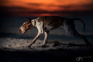 Hundefotograf Peoplefotograf Tierfotograf Oberösterreich Österreich