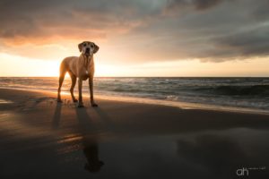 Hundefotograf Peoplefotograf Tierfotograf Oberösterreich Österreich