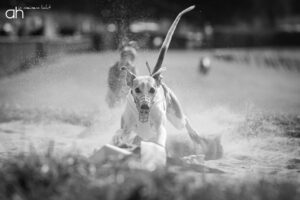Hundefotograf Peoplefotograf Tierfotograf Oberösterreich Österreich