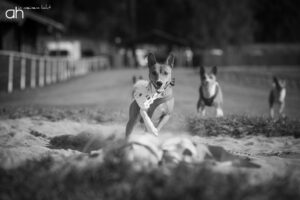 Hundefotograf Peoplefotograf Tierfotograf Oberösterreich Österreich