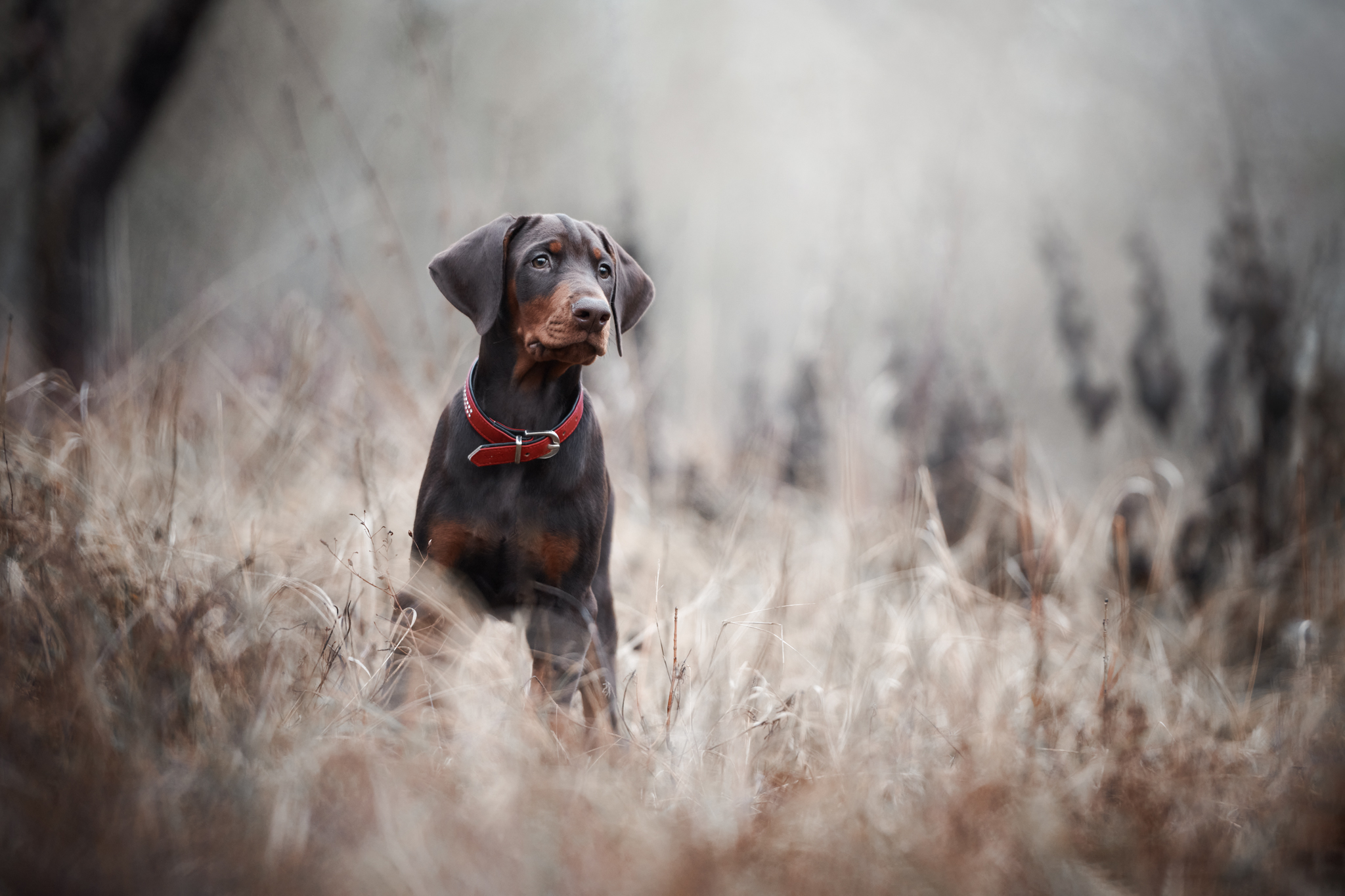 Hundefotografie Tierfotografie