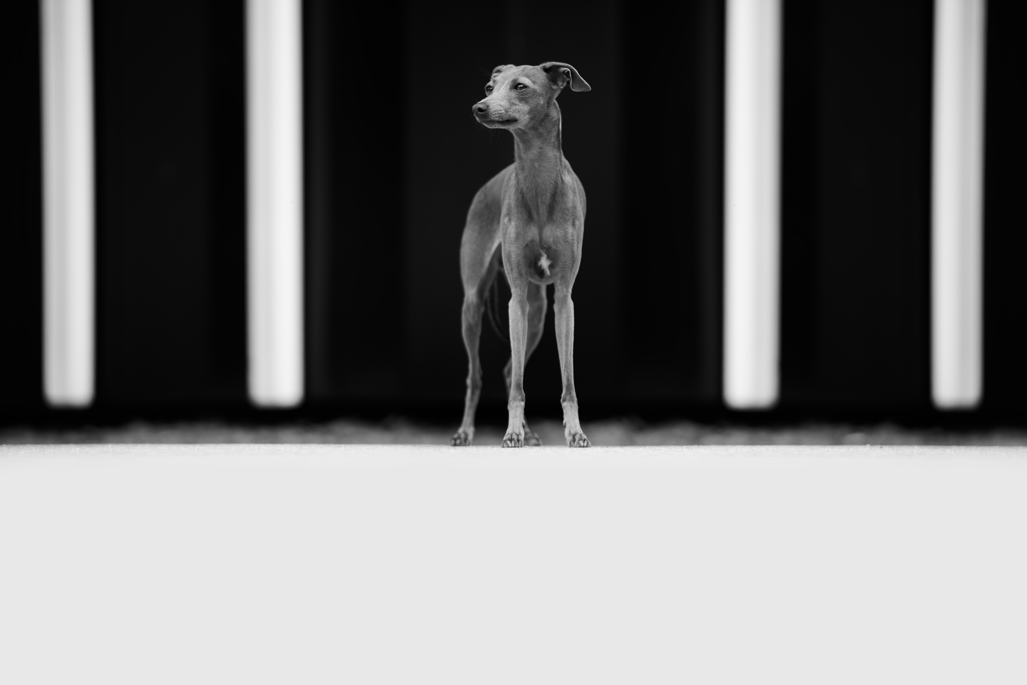 Hundefotografie Tierfotografie